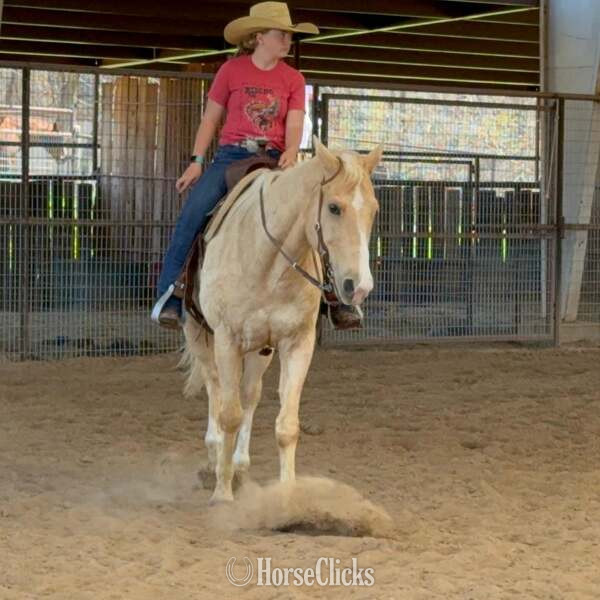 "Zephyr" Palomino Gelding Quarter Horse Texas
