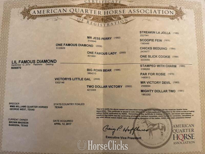 Quarter Horse - "Zephyr" Palomino Gelding Quarter Horse in Texas
