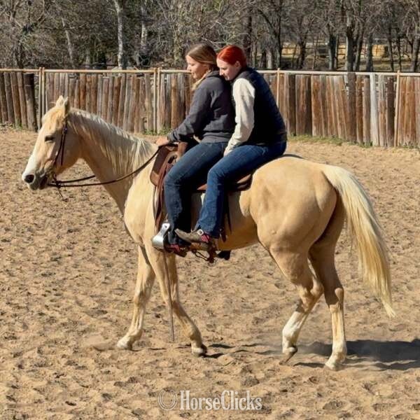 Quarter Horse - "Zephyr" Palomino Gelding Quarter Horse