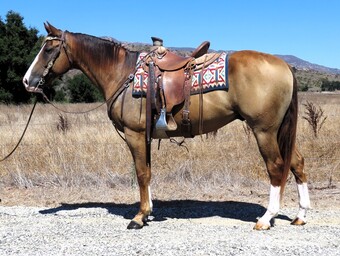 "SCC DUAL N COLONEL" Sorrel Gelding Quarter Horse