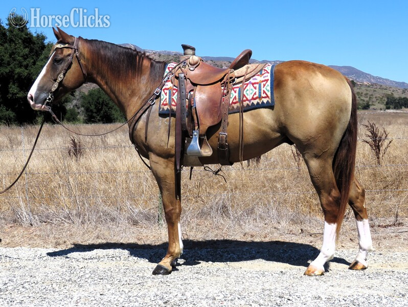 "SCC DUAL N COLONEL" Sorrel Gelding Quarter Horse in California