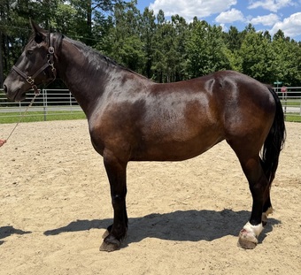 "Mare" Black Mare Draft