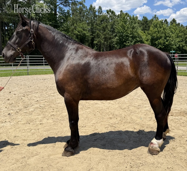 "Mare" Black Mare Draft in North Carolina