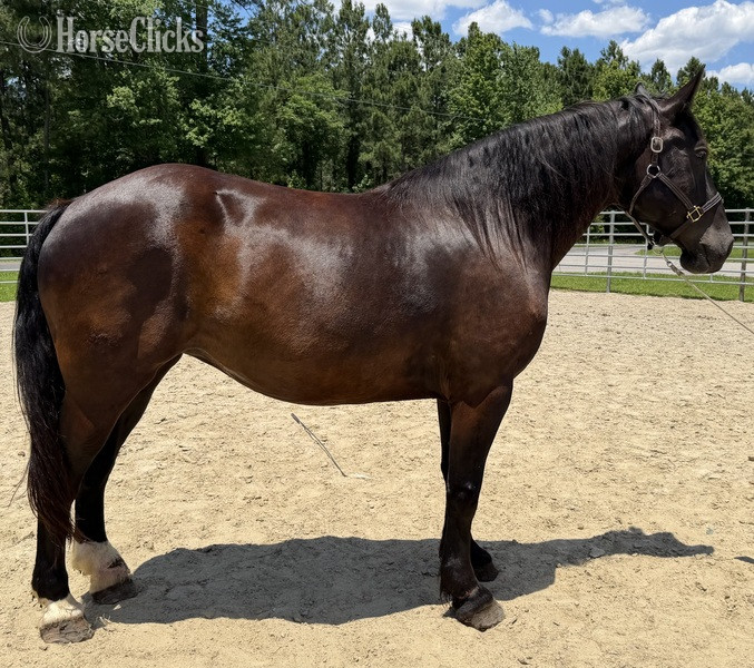 "Mare" Black Mare Draft