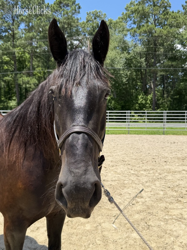 North Carolina "Mare" Black Mare Draft