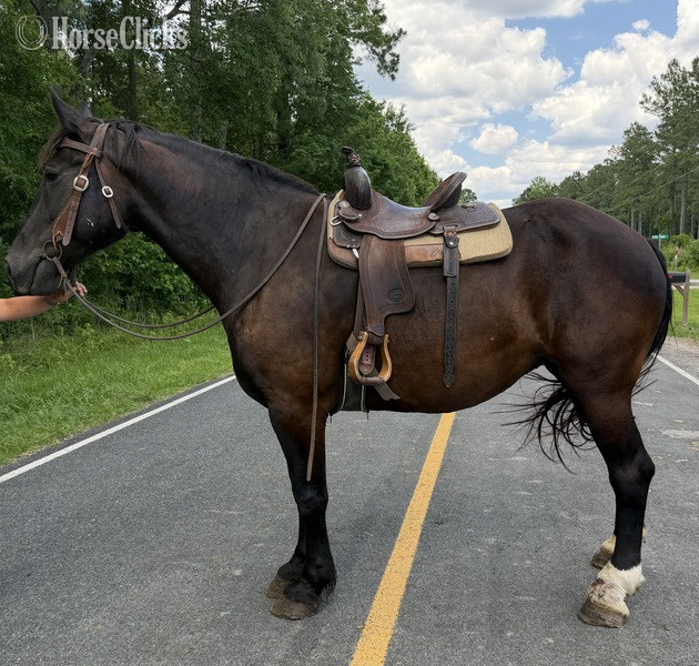 "Mare" Black Mare Draft - Draft in North Carolina