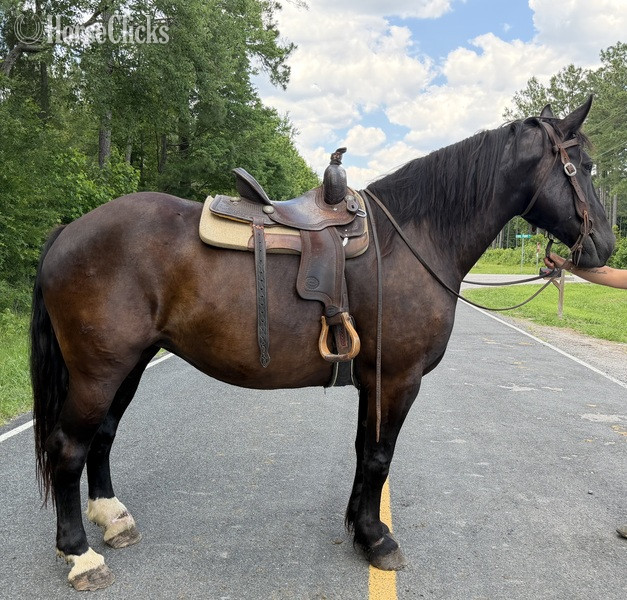 "Mare" Black Mare Draft - Draft