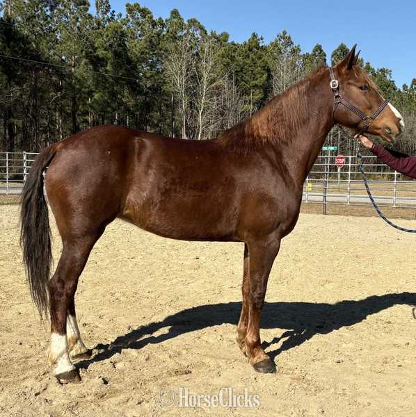 "Sorrel" Sorrel Mare Draft in North Carolina