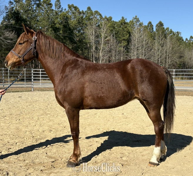 "Sorrel" Sorrel Mare Draft