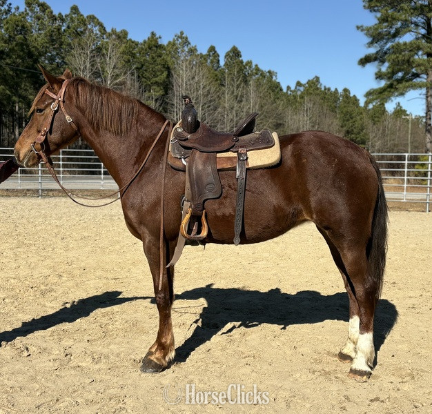 "Sorrel" Sorrel Mare Draft - Draft in North Carolina