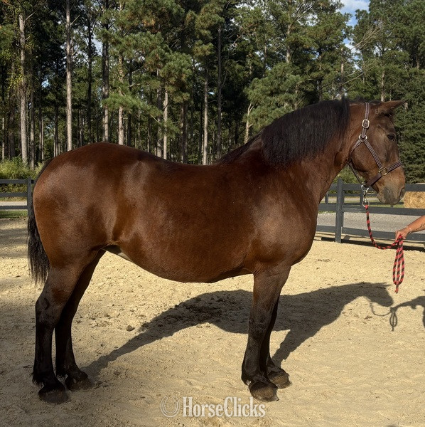 "Bay" Bay Mare Draft in North Carolina