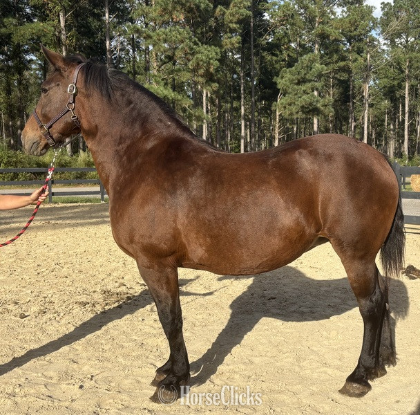 "Bay" Bay Mare Draft