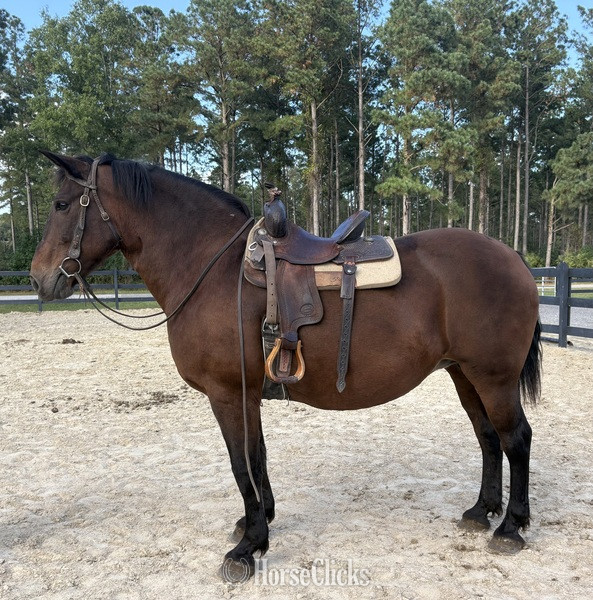 North Carolina "Bay" Bay Mare Draft