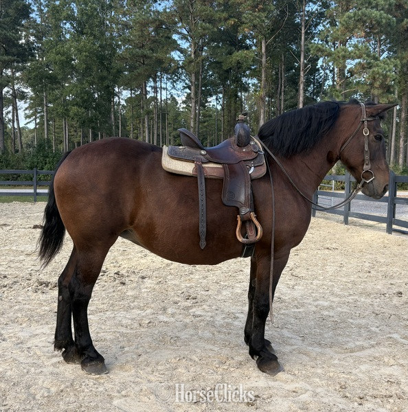"Bay" Bay Mare Draft - Draft in North Carolina