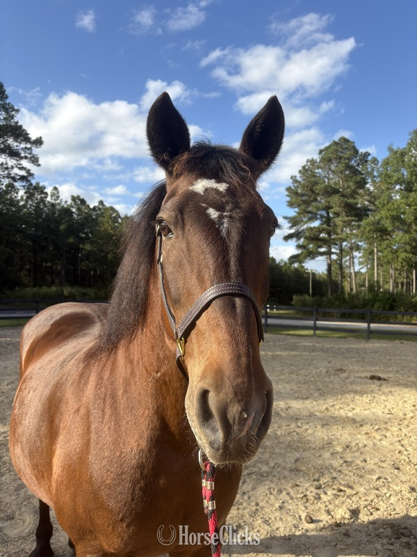 "Bay" Bay Mare Draft - Draft