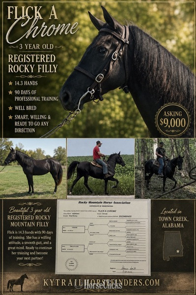 "Flick Of Chrome ?Beauty?" Black Filly Rocky Mountain in Kentucky