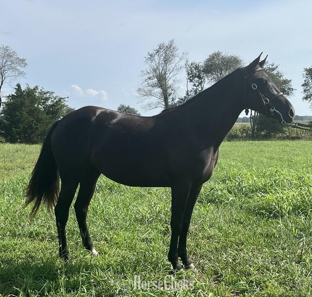 Kentucky "Flick Of Chrome ?Beauty?" Black Filly Rocky Mountain