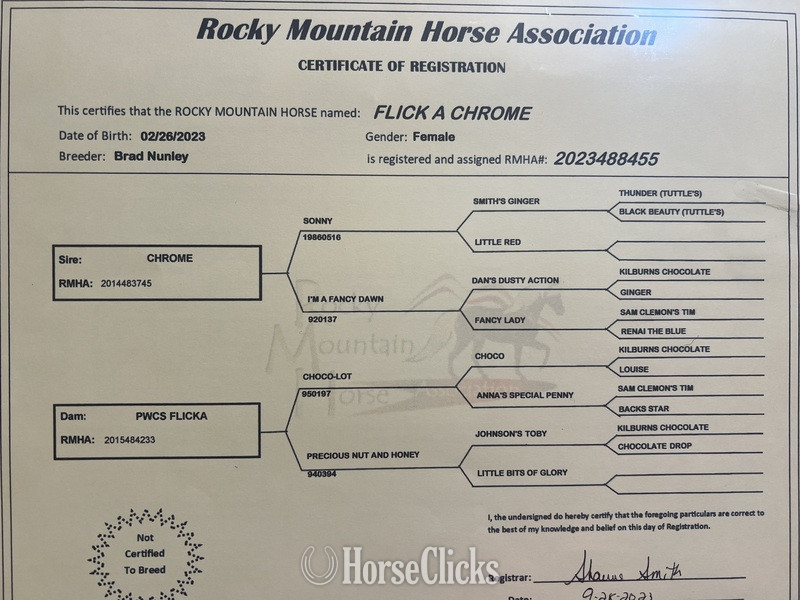 "Flick Of Chrome ?Beauty?" Black Filly Rocky Mountain - Rocky Mountain