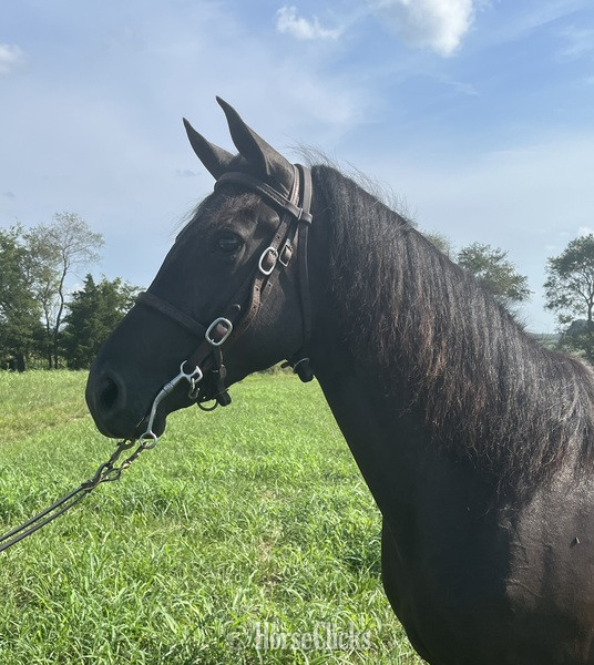 "Flick Of Chrome ?Beauty?" Black Filly Rocky Mountain - Rocky Mountain in Kentucky