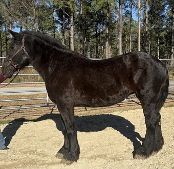 "Percheron" Black Mare Percheron