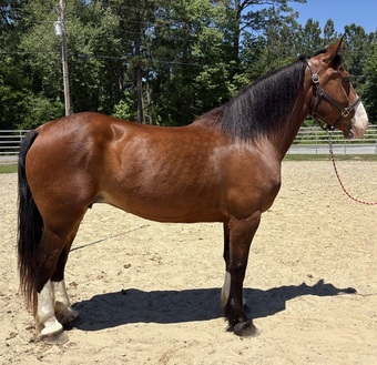 "Eve" Bay Mare Draft