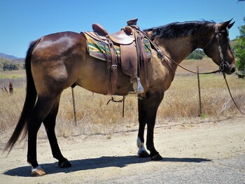 "ONLY MOONLIT MOTION" Brown Gelding Quarter Horse