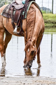 "Rowdy Cool Valentine" Red Dun Gelding Quarter Horse