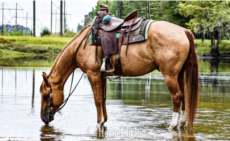 "Rowdy Cool Valentine" Red Dun Gelding Quarter Horse