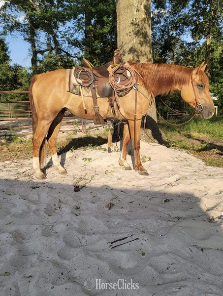 South Carolina "Rowdy Cool Valentine" Red Dun Gelding Quarter Horse