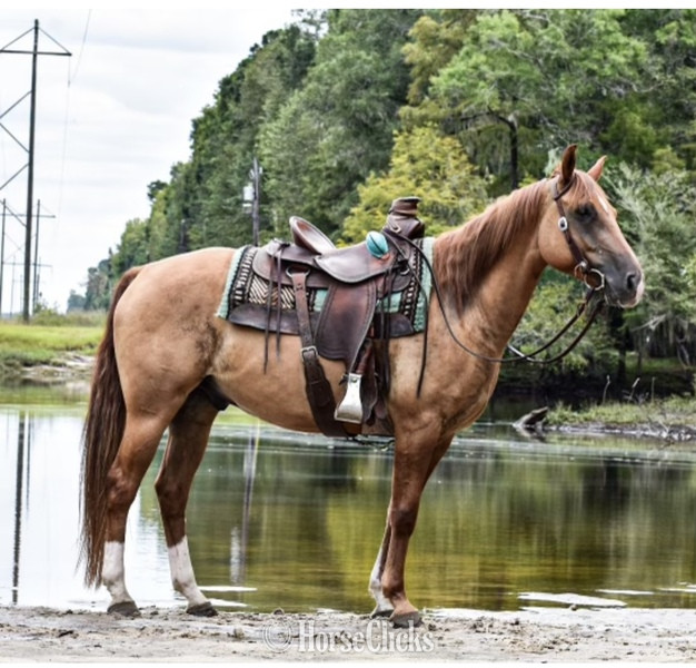 "Rowdy Cool Valentine" Red Dun Gelding Quarter Horse - Quarter Horse in South Carolina
