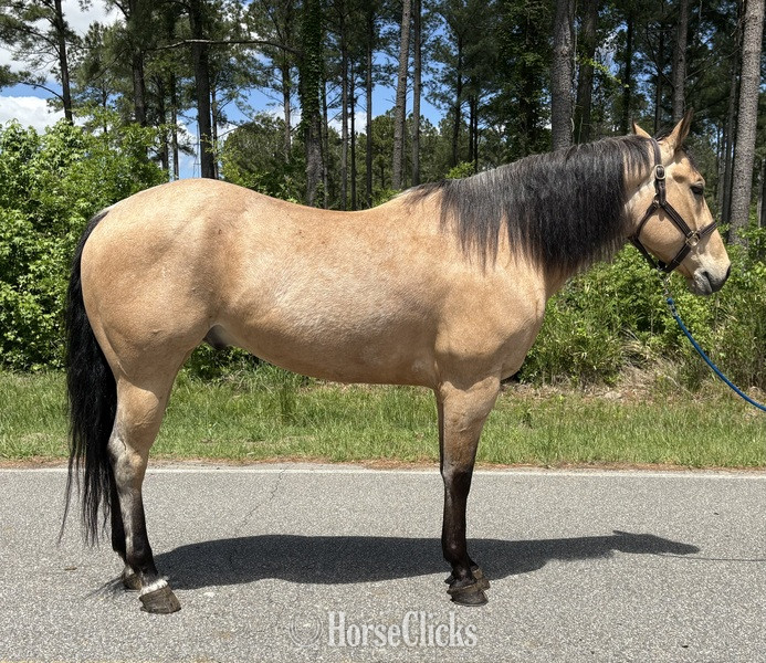 "Canyon " Buckskin Gelding Quarter Horse in North Carolina