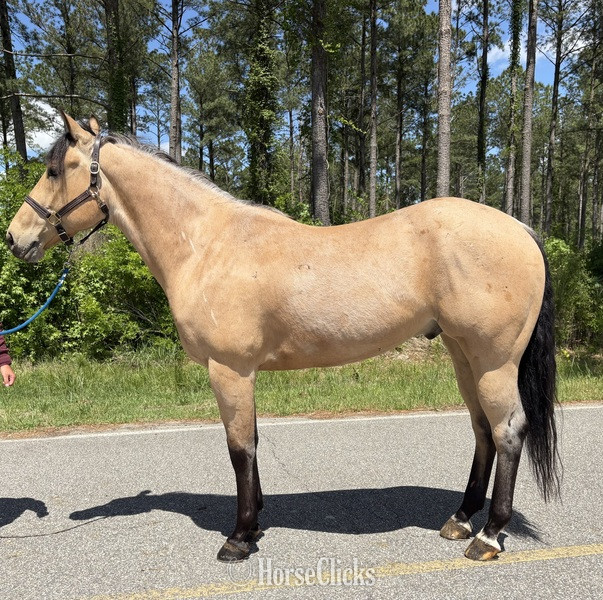 "Canyon " Buckskin Gelding Quarter Horse