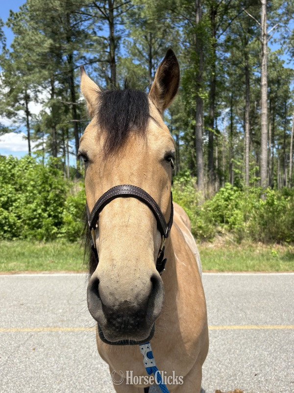 North Carolina "Canyon " Buckskin Gelding Quarter Horse