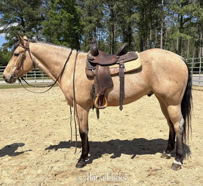 "Canyon " Buckskin Gelding Quarter Horse - Quarter Horse in North Carolina