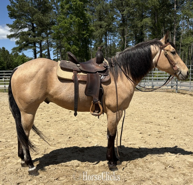 "Canyon " Buckskin Gelding Quarter Horse - Quarter Horse