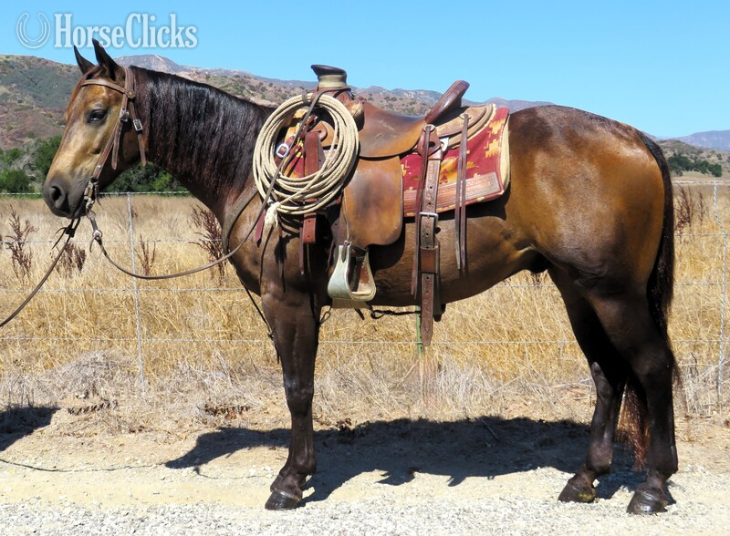 "CODY" Buckskin Gelding Quarter Horse in California