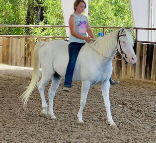 "Nike" Grey Gelding POA
