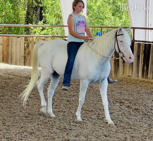 "Nike" Grey Gelding POA in Texas