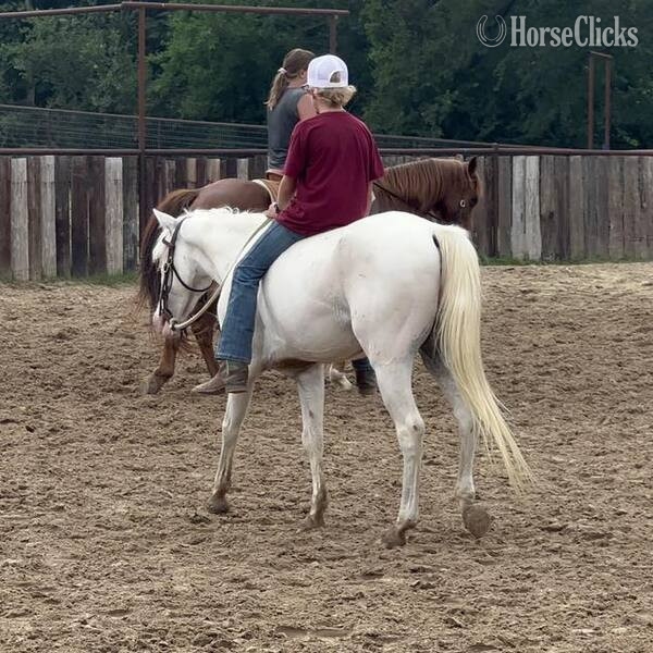 "Nike" Grey Gelding POA