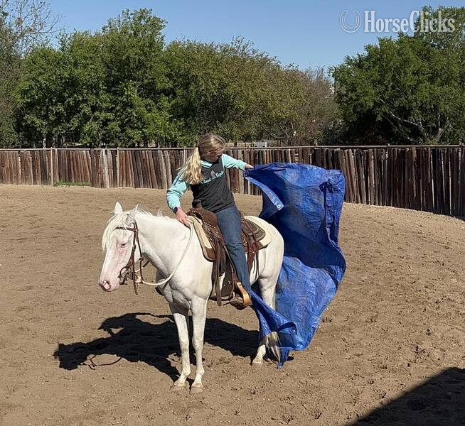 Texas "Nike" Grey Gelding POA