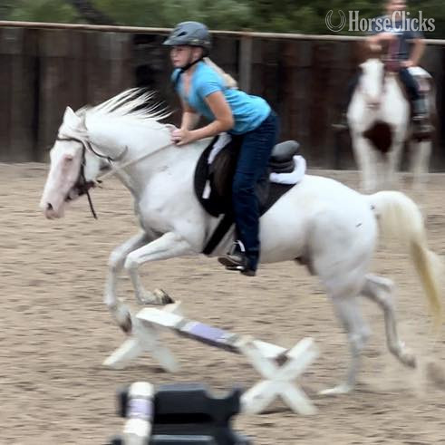 "Nike" Grey Gelding POA - POA in Texas