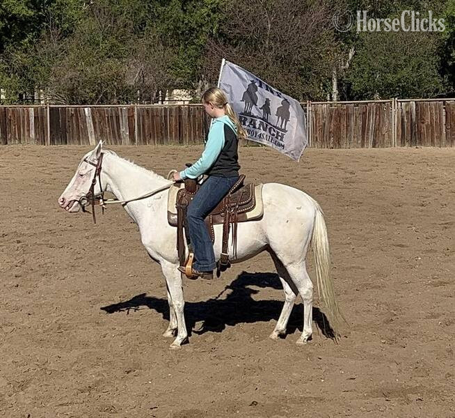 "Nike" Grey Gelding POA - POA