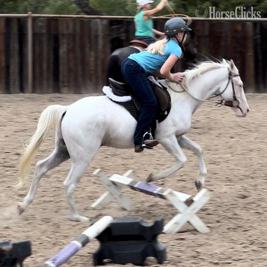 "Nike" Grey Gelding POA Texas