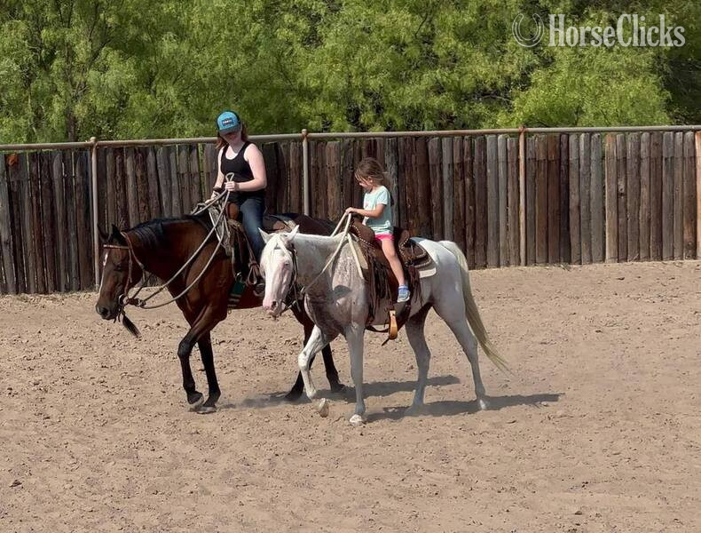 POA - "Nike" Grey Gelding POA in Texas