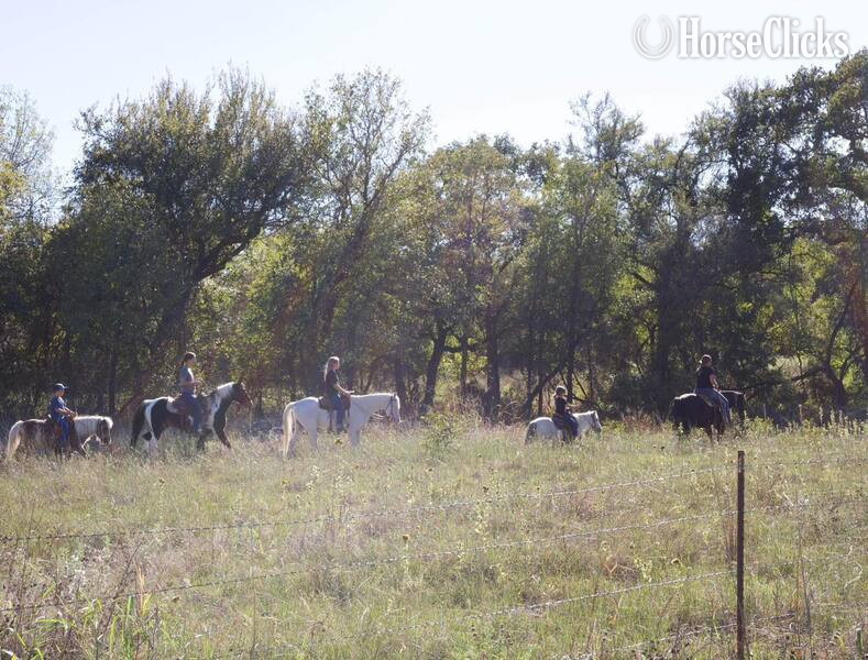 POA - "Nike" Grey Gelding POA