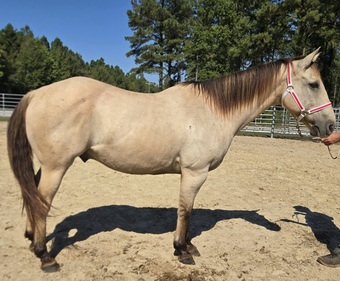 "Diesel " Buckskin Gelding Quarter Horse