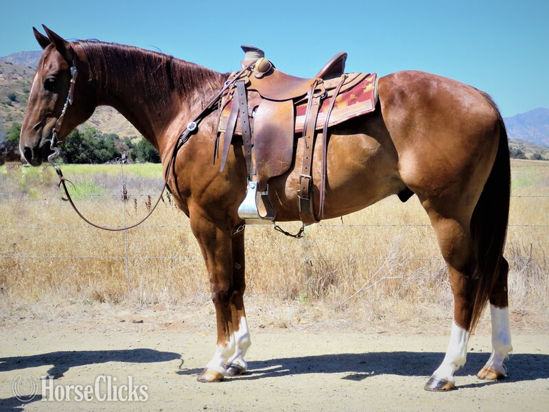 "EVERY BIT A JOE" Sorrel Gelding Quarter Horse in California