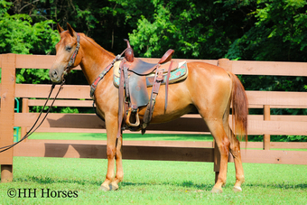 "BAKED POTATO" Sorrel Gelding Quarter Pony