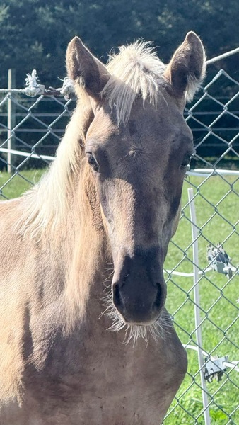 "Nitro?s Jesse " Chocolate Colt Rocky Mountain
