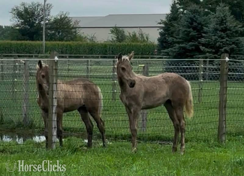 "Nitro?s Jesse " Chocolate Colt Rocky Mountain
